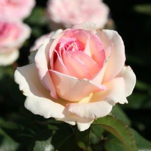 Theeroos Souvenir De Baden Baden Op Pot