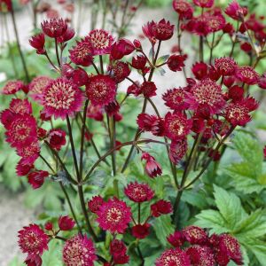 Astrantia Major Claret