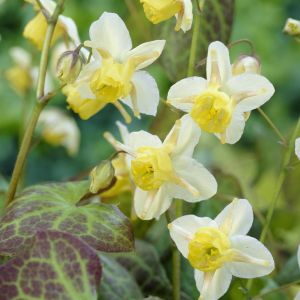 Epimedium Versicolor Sulphureum