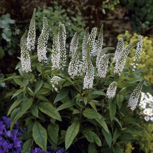 Lysimachia Clethroides