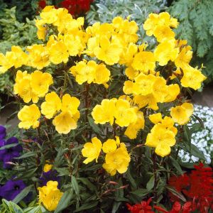 Oenothera Fruticosa Fyrverkeri