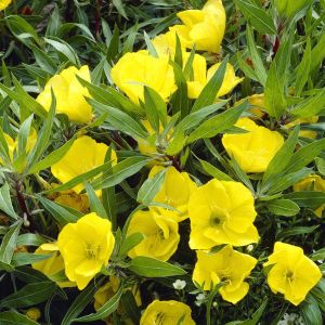 Oenothera Macrocarpa