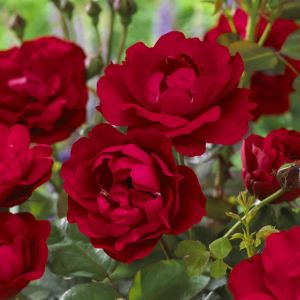 Floribunda Roos Nina Weibull Op Pot