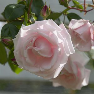 Climbing Rose New Dawn 11cm Pot