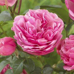 Floribunda Roos Leonardo Da Vinci Op Pot