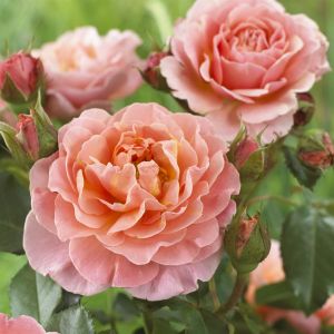 Floribunda Rose Marie Curie Op Pot
