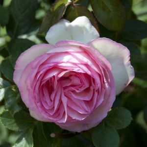 Theeroos Hybride Eden Rose Op Pot