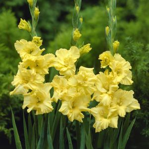 Gladiolus Charisma x 10