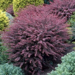 Berberis thunbergii Rose Glow Zuurbes