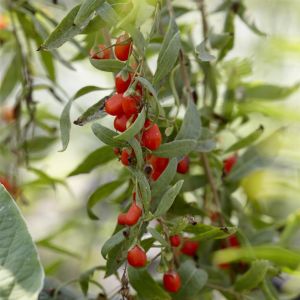 Lycium barbarum 'instant succes' 17 cm pot