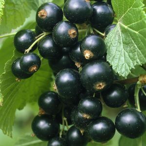 Ribes Nigrum Titania 17 cm pot