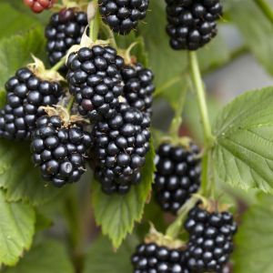 Rubus occidentalis Black Jewel 17 cm pot