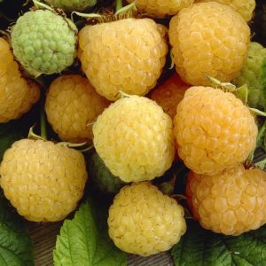 Rubus idaeus Golden Everest 17 cm pot
