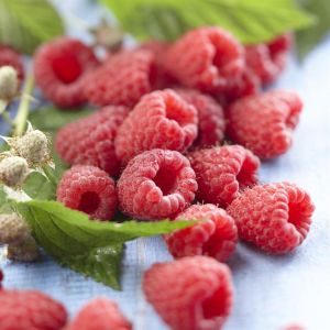 Rubus idaeus Heritage 17 cm pot