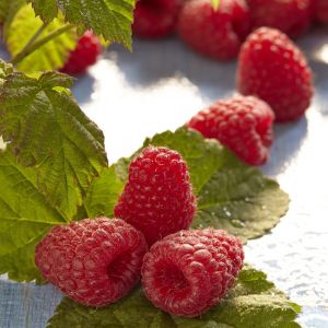 Rubus idaeus Meeker 17 cm pot
