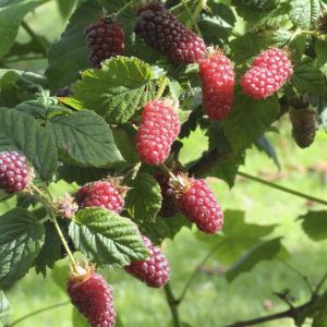 Rubus fruticosus Tayberry 17 cm pot