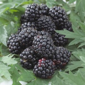 Rubus fruticosus Thornless Evergreen 17 cm pot