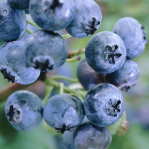 Vaccinium corymbosum Blue Gold 17 cm pot