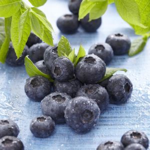 Vaccinium corymbosum Brigitta Blue 17 cm pot