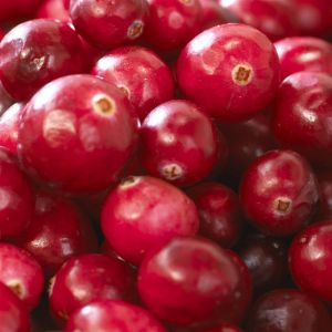 Blueberry - Vaccinium Pink Lemonade 17cm