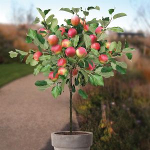 Standard Apple Malus Jonagold