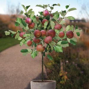 Standard Apple Malus Red Boskoop