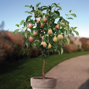 Standard Pear Tree Clapps Favourite 100