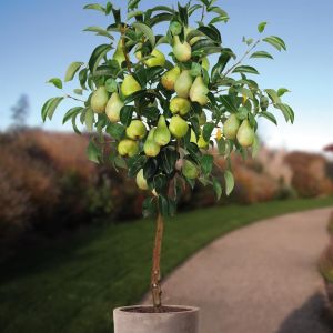 Standard Pear Tree Condo 100