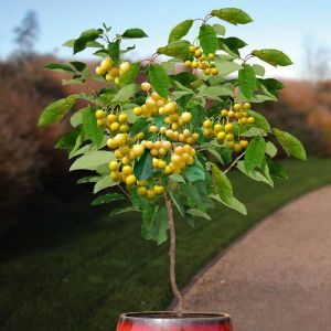 Standard Cherry Prunus Donissens yellow