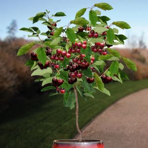 Standard Cherry Hedelfinger Riesenkirsch