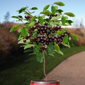 Cherry Tree prunus avium Kordia  80