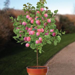 Standard Plum Tree Prunus Aprimira