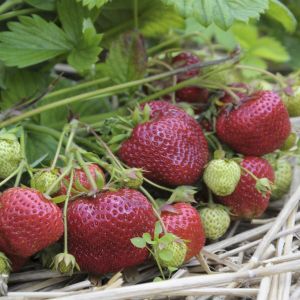 Giant Strawberry Maxi Fructa 7cm pot