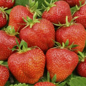 Aardbeienplant Elsanta 7cm Pot x 5