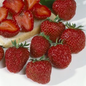 Aardbeienplant Polka 7 cm x 5