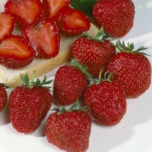 Aardbeienplant Polka 7 cm x 5