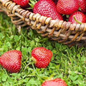 Aardbeienplant Evie 2 Pot 7cm x 5