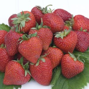 Aardbei Cherry Berry 7cm Pot x 5