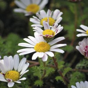 Anacyclus pyrethrum Depressus