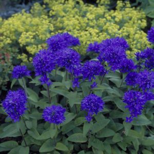 Campanula glomerata 'Superba'  9cm