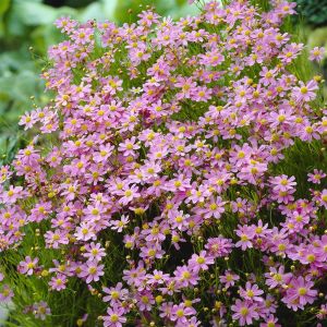 Coreopsis Rosea American Dream