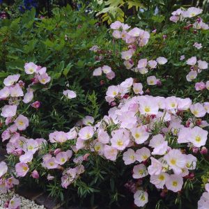 Oenothera Speciosa Siskiyou