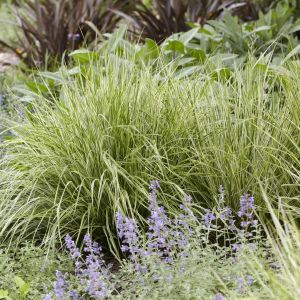 Calamagrostis Acutiflora Overdam