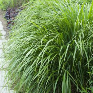 Calamagrostis Brachytricha