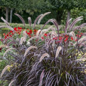 Pennisetum advena Rubrum 17 cm