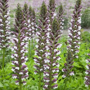 Acanthus Hungaricus
