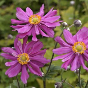 Anemone Hupehensis Prinz Heinrich