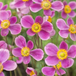 Anemone Hupehensis Splendens
