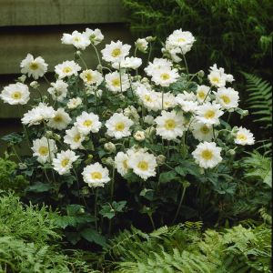 Anemone Hybrida Whirlwind