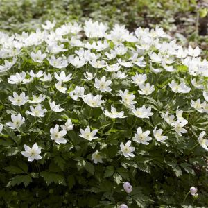 Anemone Nemorosa